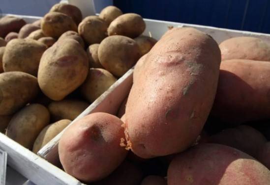В Ростовской области наблюдается нехарактерный для сезона вывоз картофеля в другие регионы