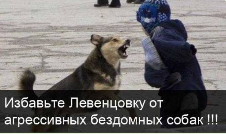 Жители ростовского района Левенцовка создали петицию с требованием избавить их от стай «бродячих агрессивных» собак