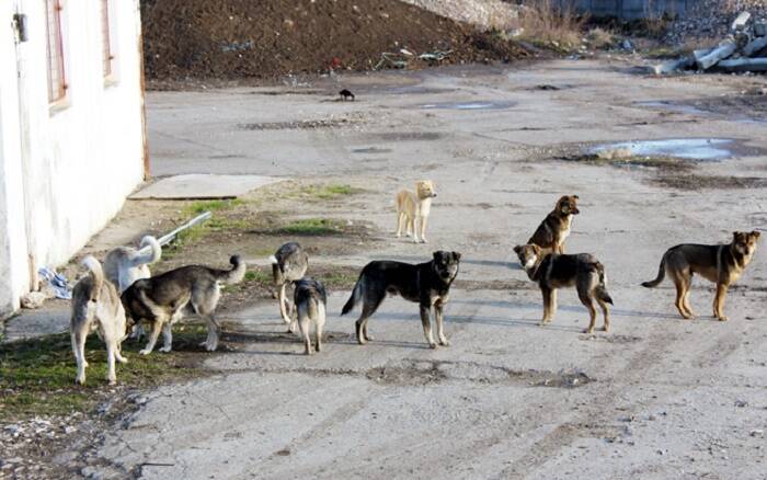 Руководство Азовской судоверфи «провело беседу» с обитающими на территории собаками, чтобы те не нападали на людей
