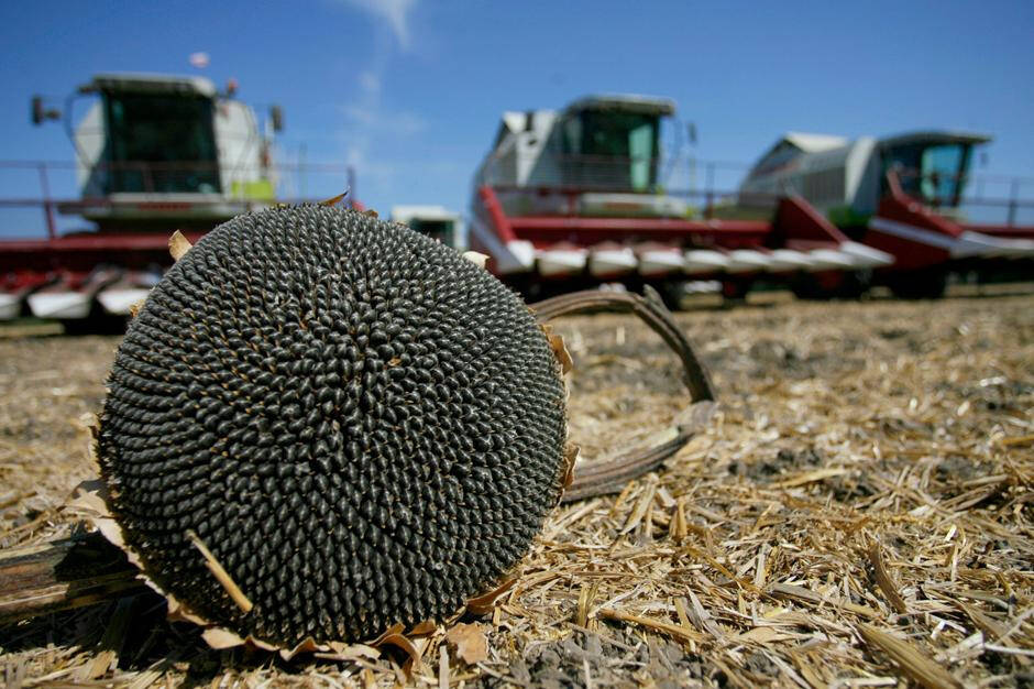 Сельхозпроизводители Дона установили новый рекорд по сбору масличных культур