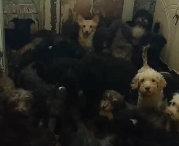 В Тольятти в квартире у одинокой женщины зоозащитники обнаружили 120 собак