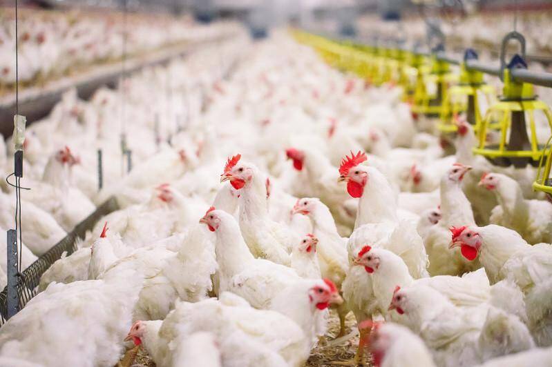 Птицеводство в Ростовской области вышло из кризиса, а производство яиц «хромает»