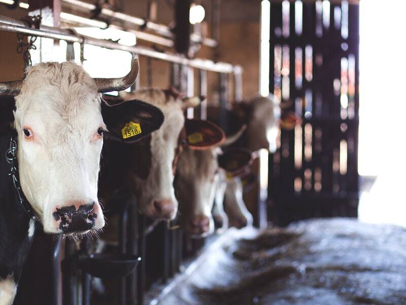 Два инвестора отказались строить молочные фермы в Ростовской области за 4 млрд рублей