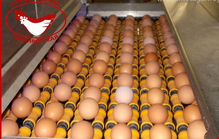 Отпускные цены на куриные яйца в ближайшее время вырастут на 30-40%