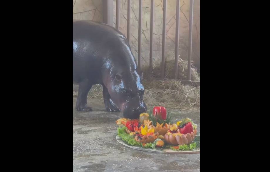 Карликовый бегемот из ростовского зоопарка оказался старейшим в мире