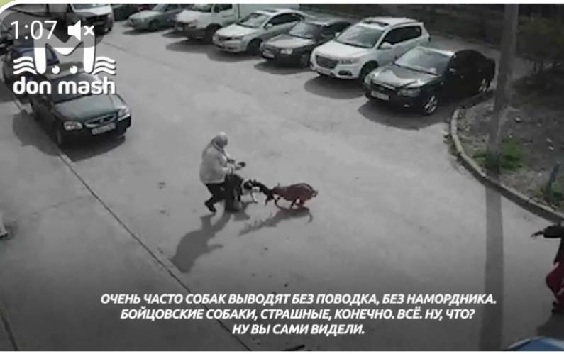 В Ростове две бойцовые собаки растерзали тойтерьера на руках у хозяйки: видео