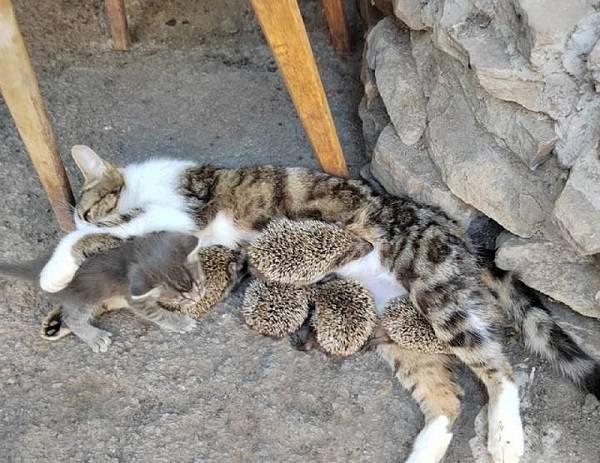 В Ростовской области кошка выкормила пять ежат после гибели ежихи под сенокосилкой