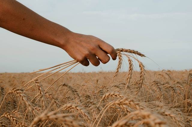Ростовская область получит рекордный урожай зерновых в 2022 году