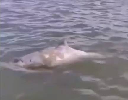 В Ростовской области в реку Дон заплыл одинокий дельфин с ободранной спинкой
