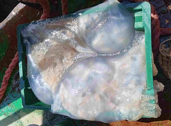 В АзНИИРХе завили, что в Азовское море проникли 10-килограммовые медузы