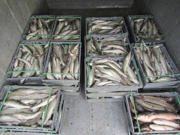ФСБ изъяла у браконьеров в Ростовской области 12 тонн вкусной рыбы