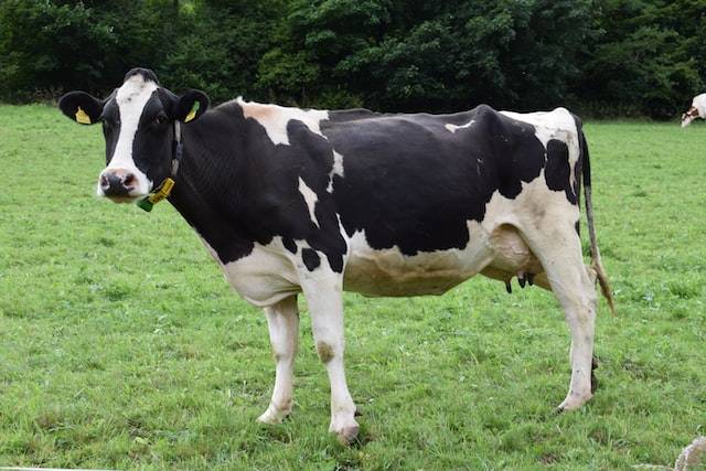 В Ростовскую область из Австрии завезли 66 коров в последнюю декаду октября