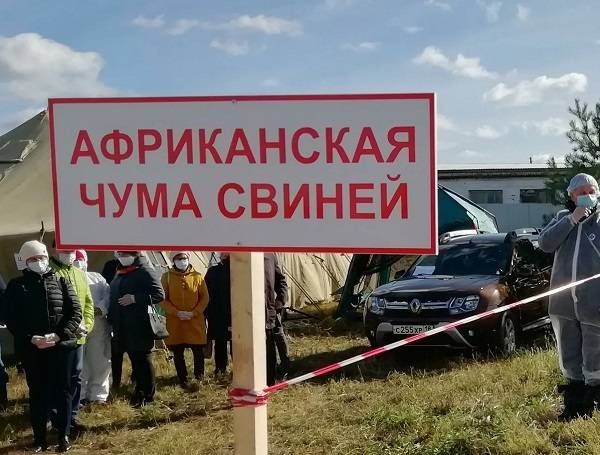В Ростовской области выявлен дикий очаг африканской чумы свиней