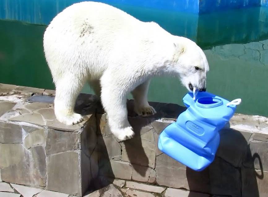 Ростовчан возмутил маленький бассейн для белой медведицы Айки в Казахстане
