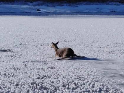 В Ростовской области слишком упитанная самка оленя расползлась на льду в ожидании МЧС