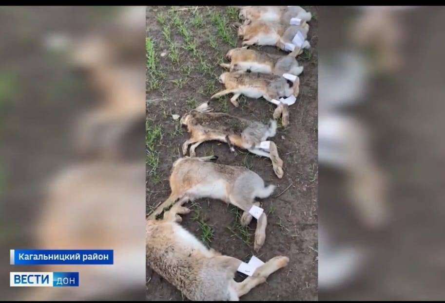 Из-за массовой гибели зайцев на полях в Ростовской области возбуждено уголовное дело