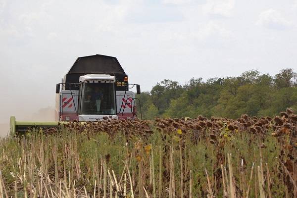 Из-за переизбытка подсолнечника аграрии Ростовской области «кричат о катастрофе»