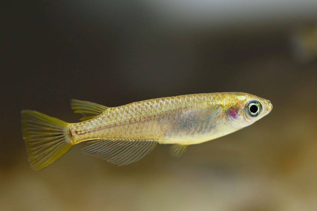 В водоемах Ростовской области выявлен новый вид рыб из Китая