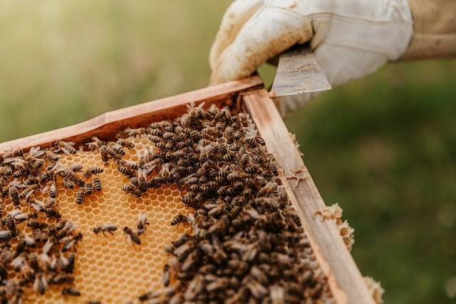 Пчелам в Ростовской области угрожает вымирание из-за ядохимикатов