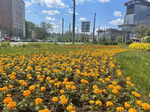 Миллион летних цветов высадят в Ростове к середине июня