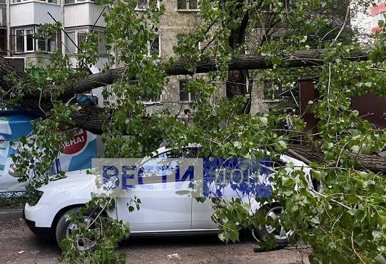 В Ростове из-под завалов обрушившегося на парковку дерева вытащили женщину