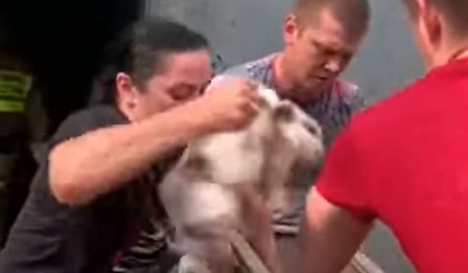 Опубликовано видео эвакуации животных из горящего Ростовского зоопарка
