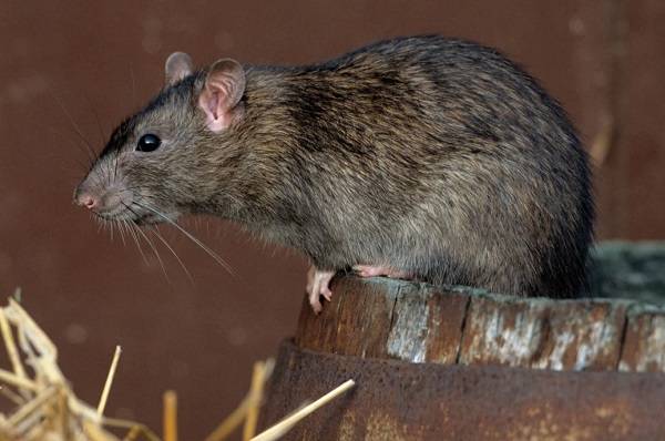 В Ростове обработано 52 гектара от нашествия крыс