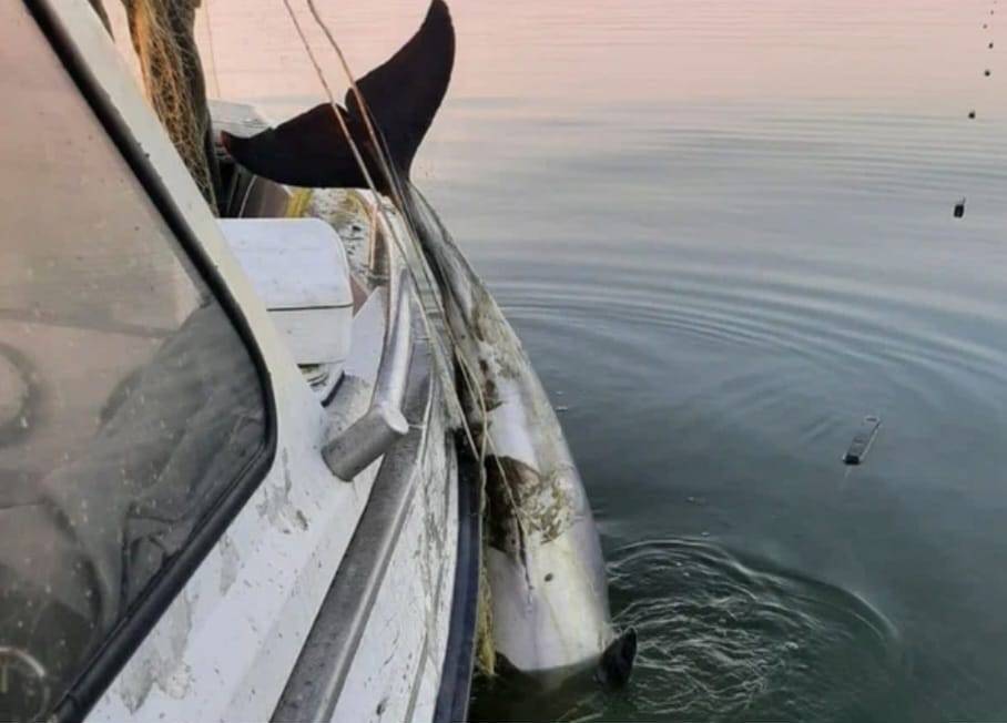 В Таганрогском заливе пограничники ФСБ спасли от браконьеров азовского дельфина
