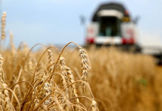 В Ростовской области побили все рекорды по урожаю ранних зерновых