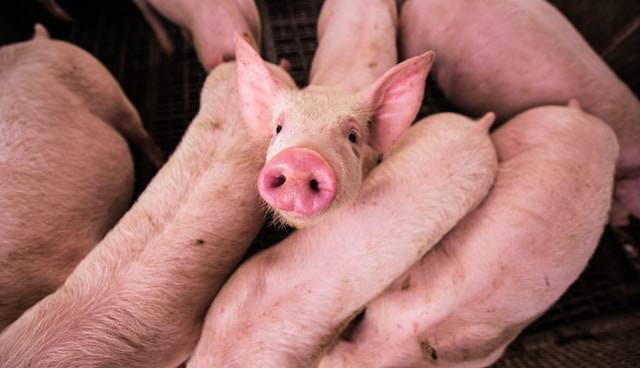 В Ростовской области выявлен очаг африканской чумы свиней, выставлены кордоны