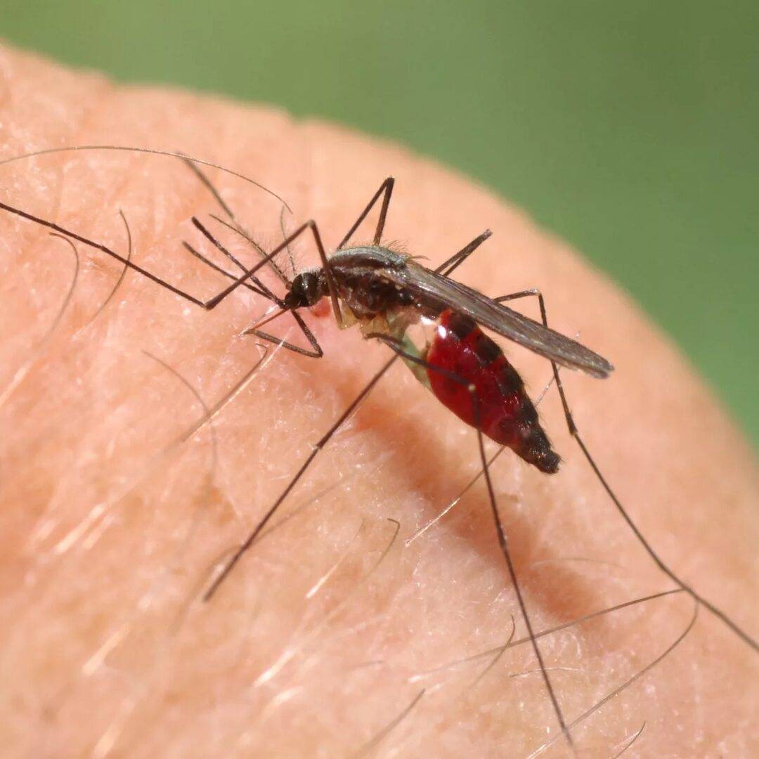 Зоолог Тихонов объяснил, почему летом 2023 в Ростовской области такие агрессивные комары