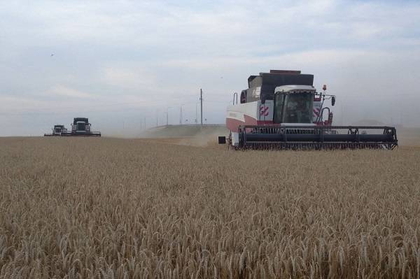 В Ростовской области заявили о небывалом урожае зерна за всю историю