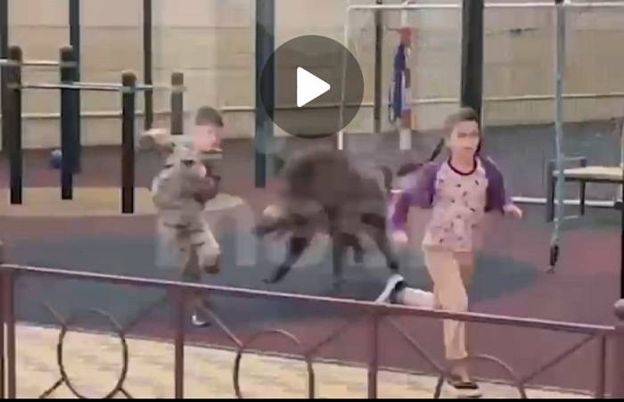 В Ростове дикие кабаны атаковали детей на игровой площадке ЖК «Парк Островского»