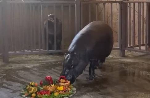 В Ростовском зоопарке скончался самый старый в мире карликовый бегемот