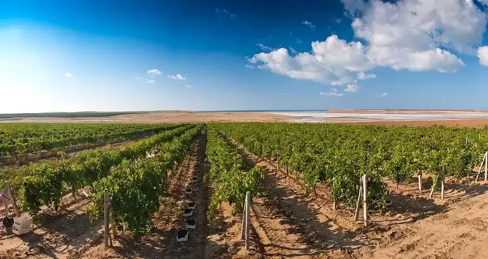 В Ростовской области планируют вдвое увеличить площади виноградников