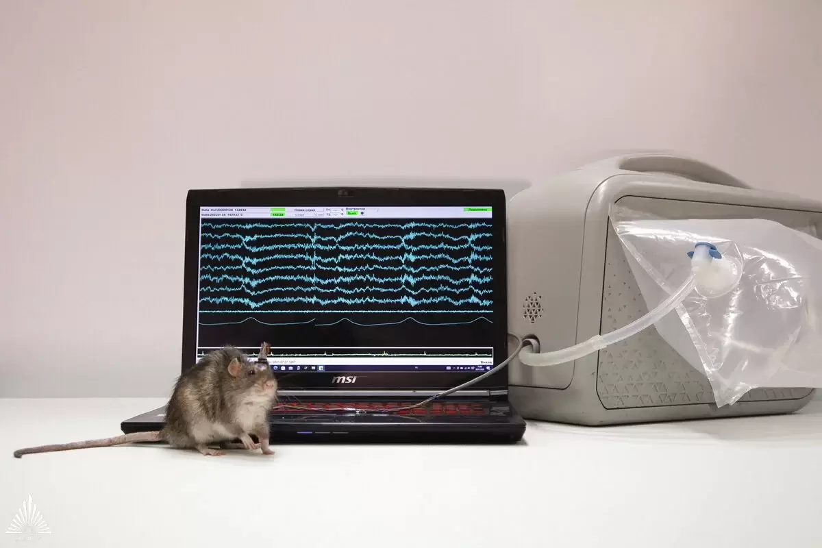 Ученые ЮФУ создали из крысы биогибридный «компьютерный нос»