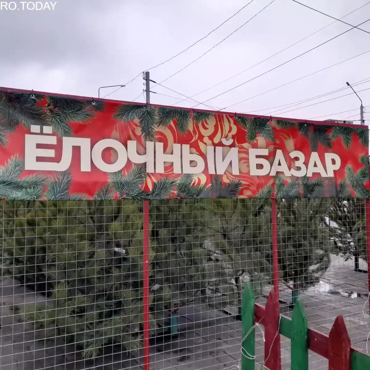 В Ростовской области рассказали, как правильно выбрать новогоднюю елку