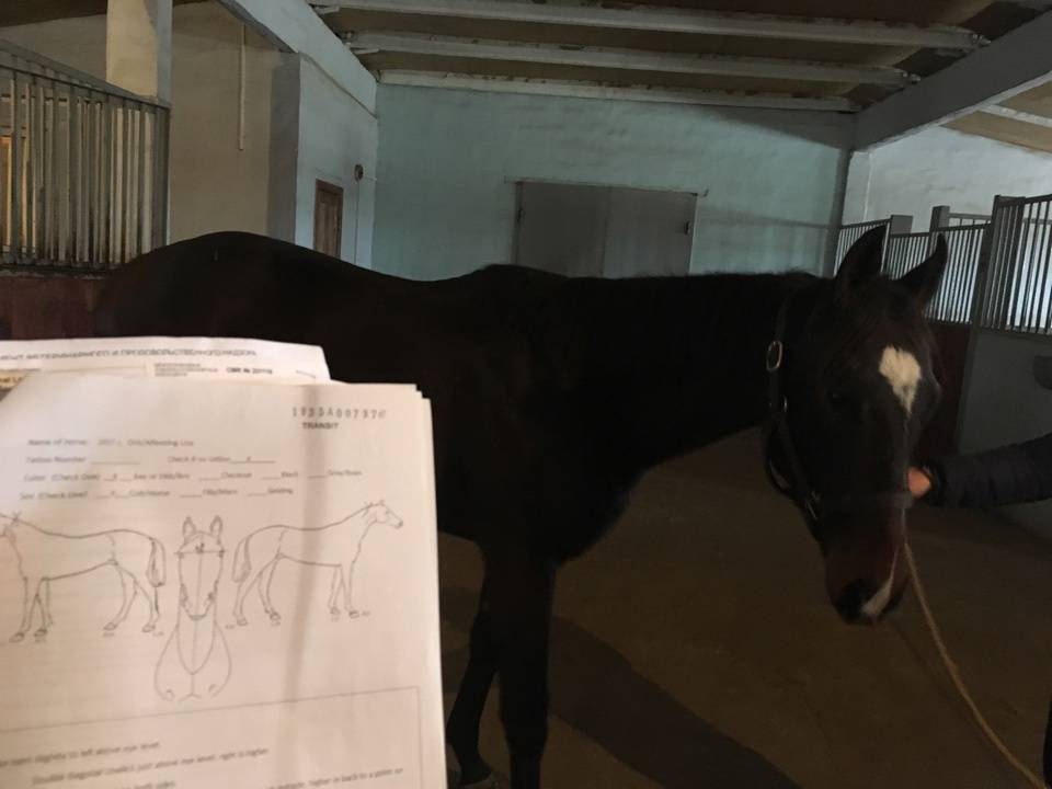 Из Ростовской области в Монголию вывезли восемь спортивных лошадей