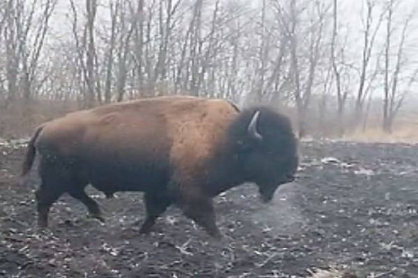 В Ростовской области заметили огромного зубра