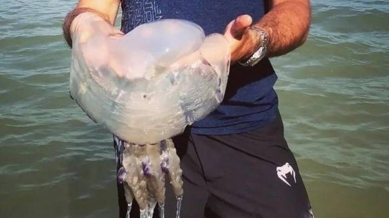 Ростовские ученые предложили готовить еду из медуз