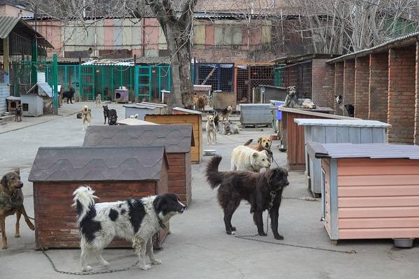 В Ростове построят муниципальный приют для бездомных животных