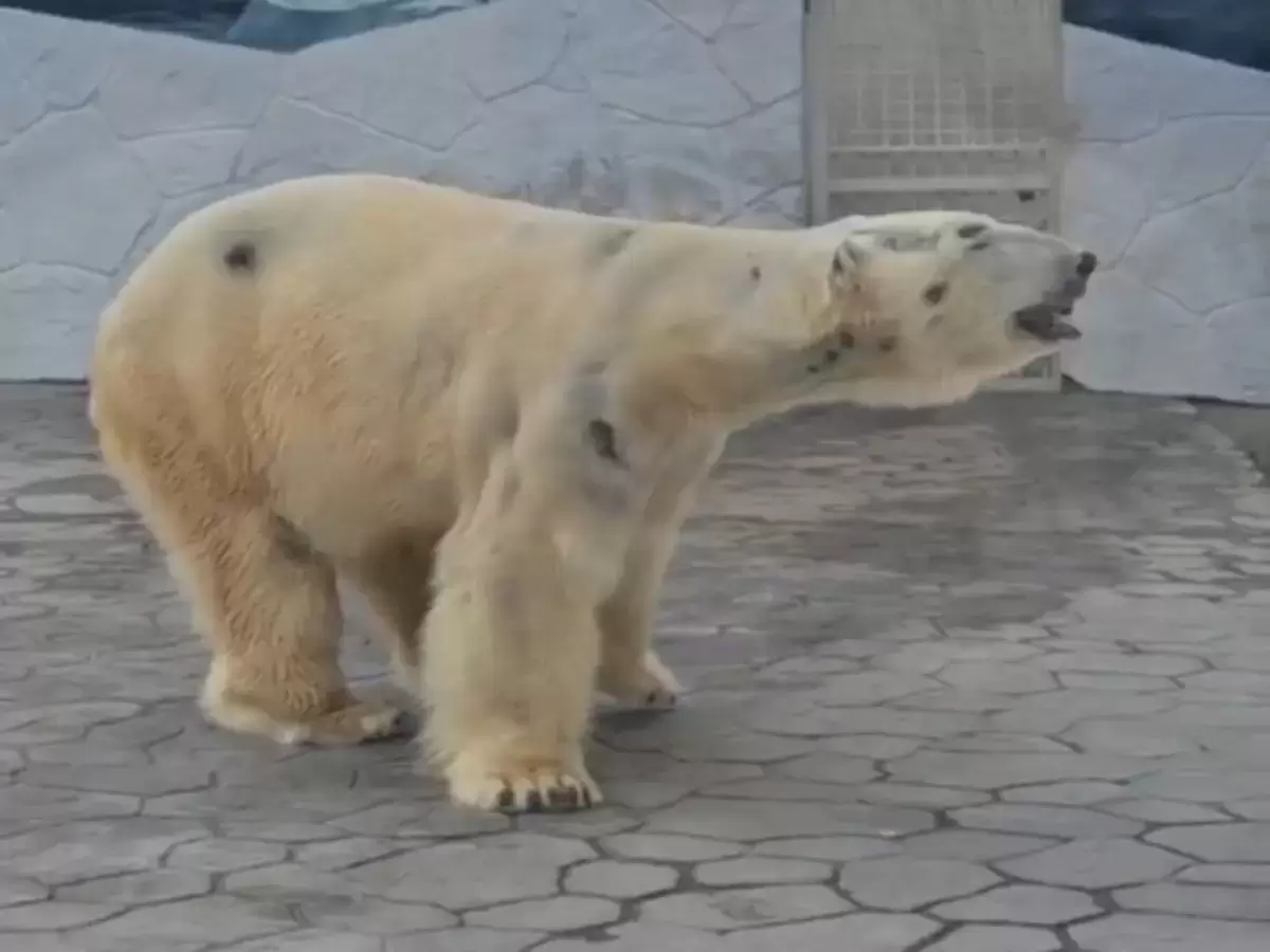 В Ростовском зоопарке белый медведь покрылся темными пятнами