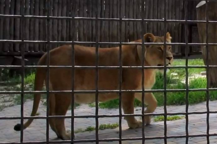 В Ростовском зоопарке вслед за бегемотом умерла львица-предсказательница