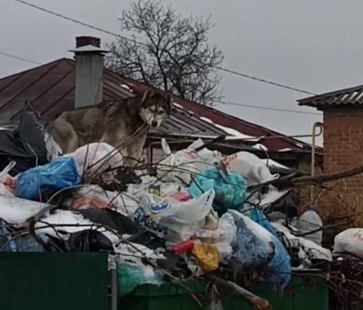В Ростовской области перестали вывозить мусор и брать за это плату