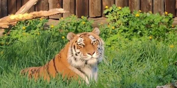 День рождения тигрицы Услады отметили фотосессией в зоопарке Ростова