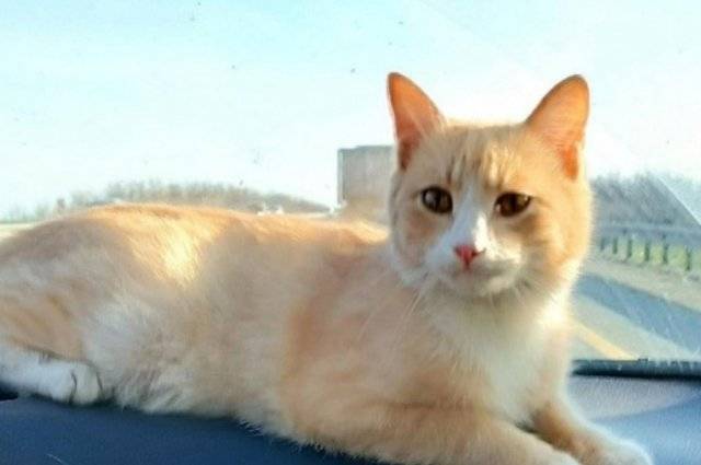 Контуженного кота из зоны СВО забрали родные бойца в Нижний Тагил
