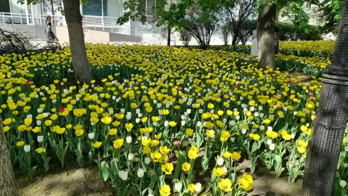 В Ростове одновременно зацвел миллион тюльпанов