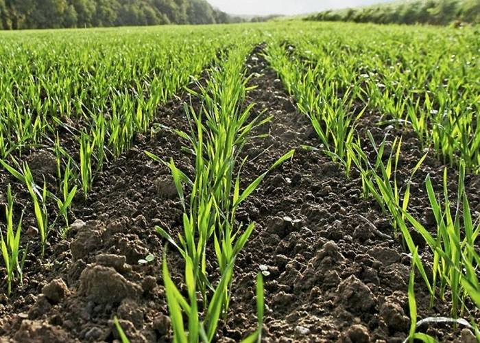 Фермерам Ростовской области, потерявшим урожай, не помогут даже страховые компенсации