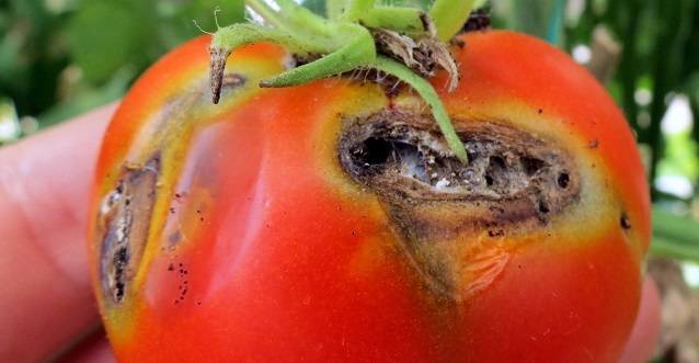 В Ростовской области урожай помидоров уничтожает томатная моль
