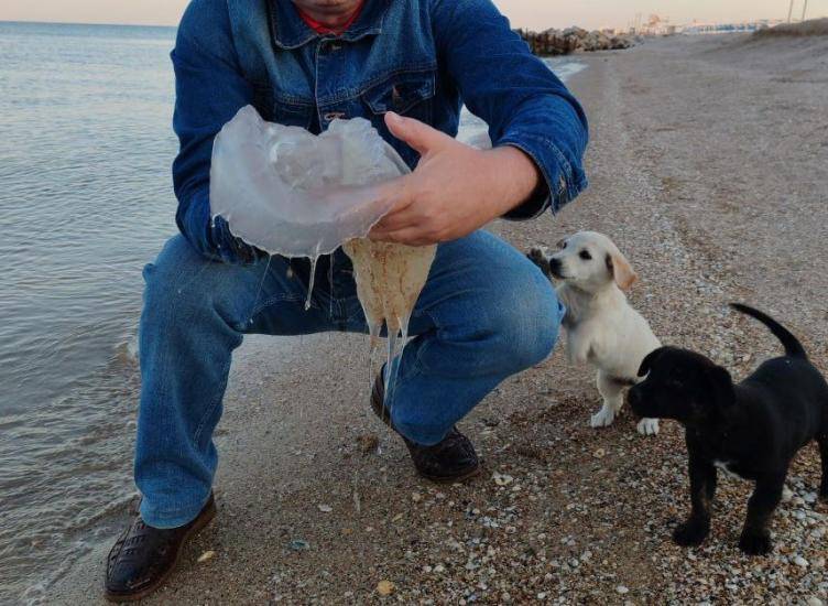 Побережье Азовского моря столкнулось с масштабным нашествием медуз